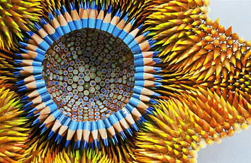 Pencil Sea Urchins
